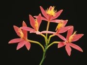 銀座で福原義春さん写真展－栽培・撮影手がけた蘭の写真約138点紹介
