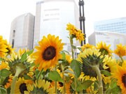 銀座ソニービルにヒマワリ3千本－千葉・館山から一足早く夏の風情
