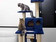 八王子に初の猫カフェ「にゃんとも」－22時まで営業、8匹「常勤」