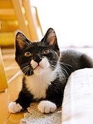多摩センターにも猫カフェ「たまねこ」－常勤10匹、ホテルも併設