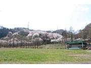 東京サマーランドで「秋川桜まつり」－地域ブランド商品販売も