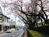 5月中旬並の陽気に