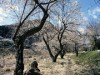 高尾梅郷で恒例「うめまつり」－小仏川沿い、1万本の梅の木めでる