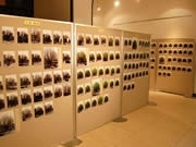 博多のシンボル「櫛田の銀杏」を365日撮り続けた写真展－ふるさと館で