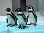 野毛山動物園にフンボルトペンギン3羽が入園－神戸より