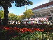 「花と緑のスプリングフェア」、横浜公園にチューリップ16万本