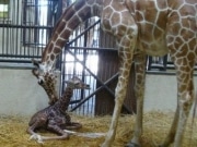 野毛山動物園でキリンの赤ちゃん誕生－飼育係が親代わりに