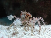 ランドマークタワー展望フロアに水族館－海の生き物50種を紹介