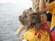 愛犬と乗船できるレストラン船－ロイヤルウイングが定期運行へ