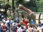 野毛山動物園が命名権導入で愛称募集－動物園で全国初
