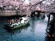恒例イベント「大岡川桜まつり」－ミクシィ横浜コミュ有志が清掃も