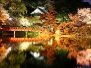 三溪園で夜桜ライトアップイベント－営業時間も延長
