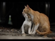 人気ブログの写真家が「野良猫」作品展－寿町のギャラリーで