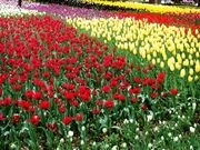 横浜公園にチューリップ16万本－「スプリングフェア」で
