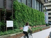 中区役所の「緑のカーテン」でゴーヤ収穫－特製ドリンクも販売