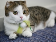 石川町の「猫カフェれおん」が人気-店長はマンチカンのレオン君