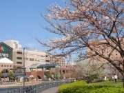 横浜の桜が開花、満開は30日－横浜市はWEBで開花情報を提供
