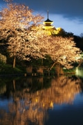 三溪園で夜桜を楽しむ「観桜の夕べ」-園内のライトアップ拡大