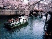 大岡川エリアで恒例の「桜まつり」－mixi横浜コミュ有志の清掃も