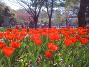 中区で「花」のイベント続々－横浜公園はチューリップ16万本