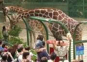 野毛山動物園でGWスペシャルイベント-キリンの家見学ツアーも