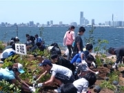 大黒プロムナードでドングリから育てた苗木を植樹-開港150周年の森