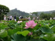 三溪園でハスの開花を観賞する「早朝観蓮会」―糸取り体験も