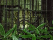 入園無料の野毛山動物園が「ナイト動物園」-夕涼みライブも
