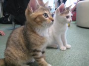 横浜駅西口の猫カフェ「ねこっ茶」がフードメニュー提供を開始