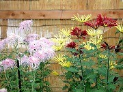 三溪園で秋の風物詩「菊花展」500作品‐見どころトークも