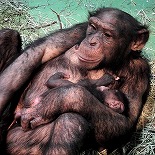野毛山動物園が「チンパンジー」の赤ちゃんの愛称を投票で決定