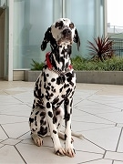 横浜ベイクォーターで「マスコット犬コンテスト」-撮影会も