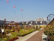 平沼に横浜バラクライングリッシュガーデンがグランドオープン