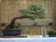 横浜三溪園で「新春 盆栽展」-合格を祈願する「初天神」も