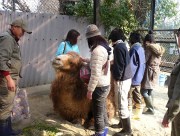 野毛山動物園で「大人の一日飼育体験」-動物病院ガイドも