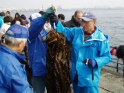 みなとみらい臨港パーク前でワカメの収穫-ワカメのみそ汁提供も