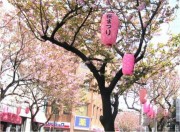 まちづくり団体が「関内フォト部」を結成-桜通りの八重桜の写真を募集