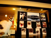 関内の猫カフェで写真展「被災地の猫」ー原発周辺の被災動物捉える