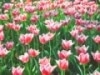 チューリップ＠横浜公園