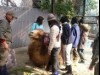 野毛山動物園で「大人の一日飼育体験」-動物病院ガイドも