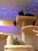 15匹の子猫が出迎える「猫カフェ」－猫好きの女性が広島に開業