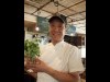 広島のタイ料理店で「パク盛り」－ハーブフェアでパクチーを無料提供