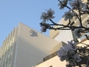 都会の狭間に開花する1本の冬桜－愛煙家の「癒し」の存在に