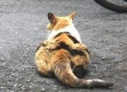 カフェ看板猫、猫の店長も－猫ゆかりの街「神楽坂」に猫好き集まる