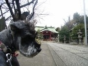 市谷亀岡八幡宮「ペットと一緒の初詣」人気－追加分も定員オーバーに