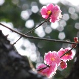 冷え込む都心にも「早春の息吹」－靖国神社の梅、すでに開花
