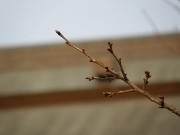 東京の桜の開花は27日－靖国神社の桜、つぼみふくらむ
