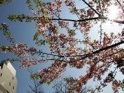 神楽坂に咲く1本の「河津桜」－ひと足先に満開、そして葉桜に