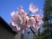 世界に1本の新種の桜、「名称」公募－国立劇場が正式登録を
