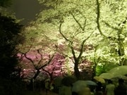 満開の夜桜、さらにあでやかに－「千鳥ケ淵緑道」ライトアップ